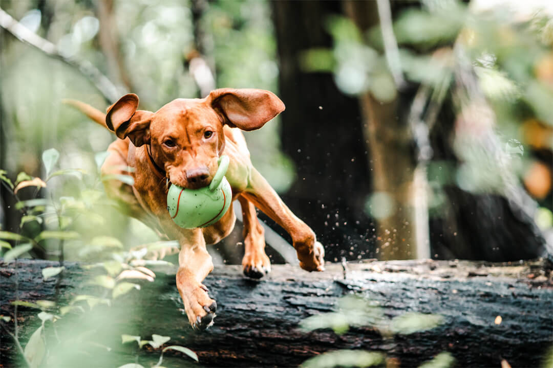 Hundeferien auf dem Erlebnishof Gut Hügle
