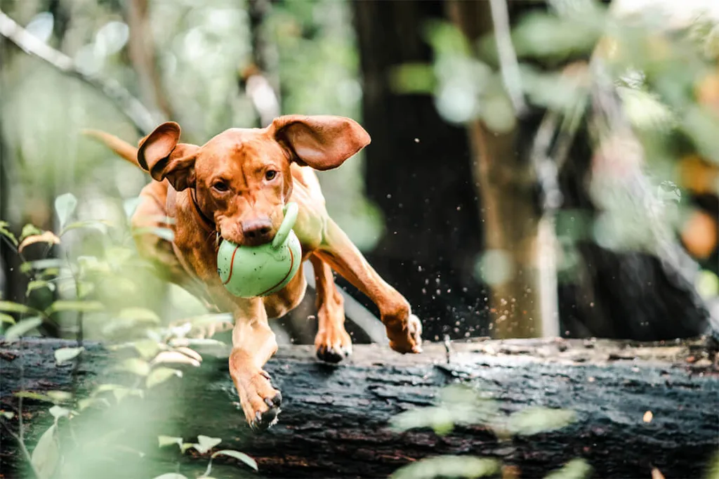 Hundeferien auf dem Erlebnishof Gut Hügle