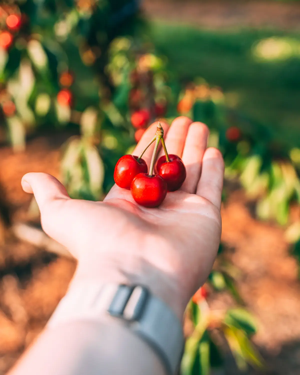 Kirschen selber pflücken im Kirschgarten von Gut Hügle