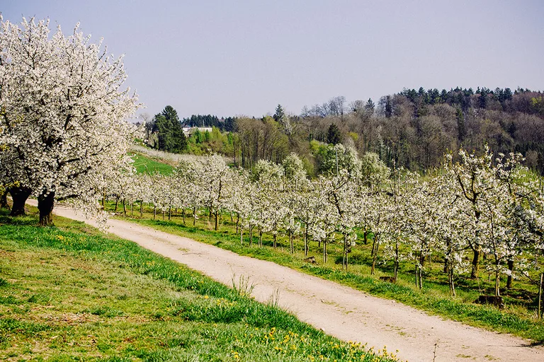 Blühende Kirschplantage bei Gut Hügle