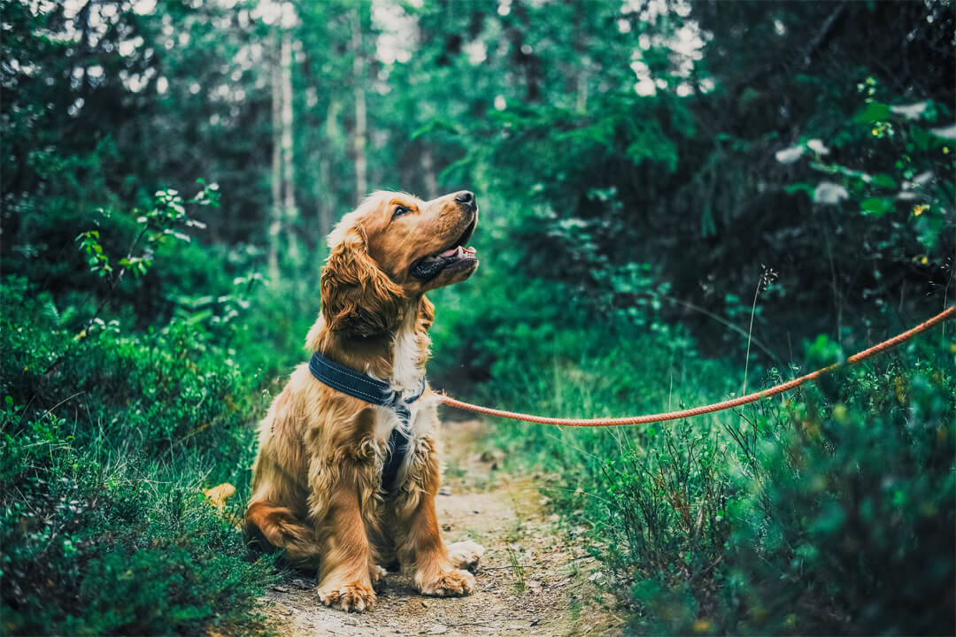 Hundeferien auf dem Erlebnishof Gut Hügle