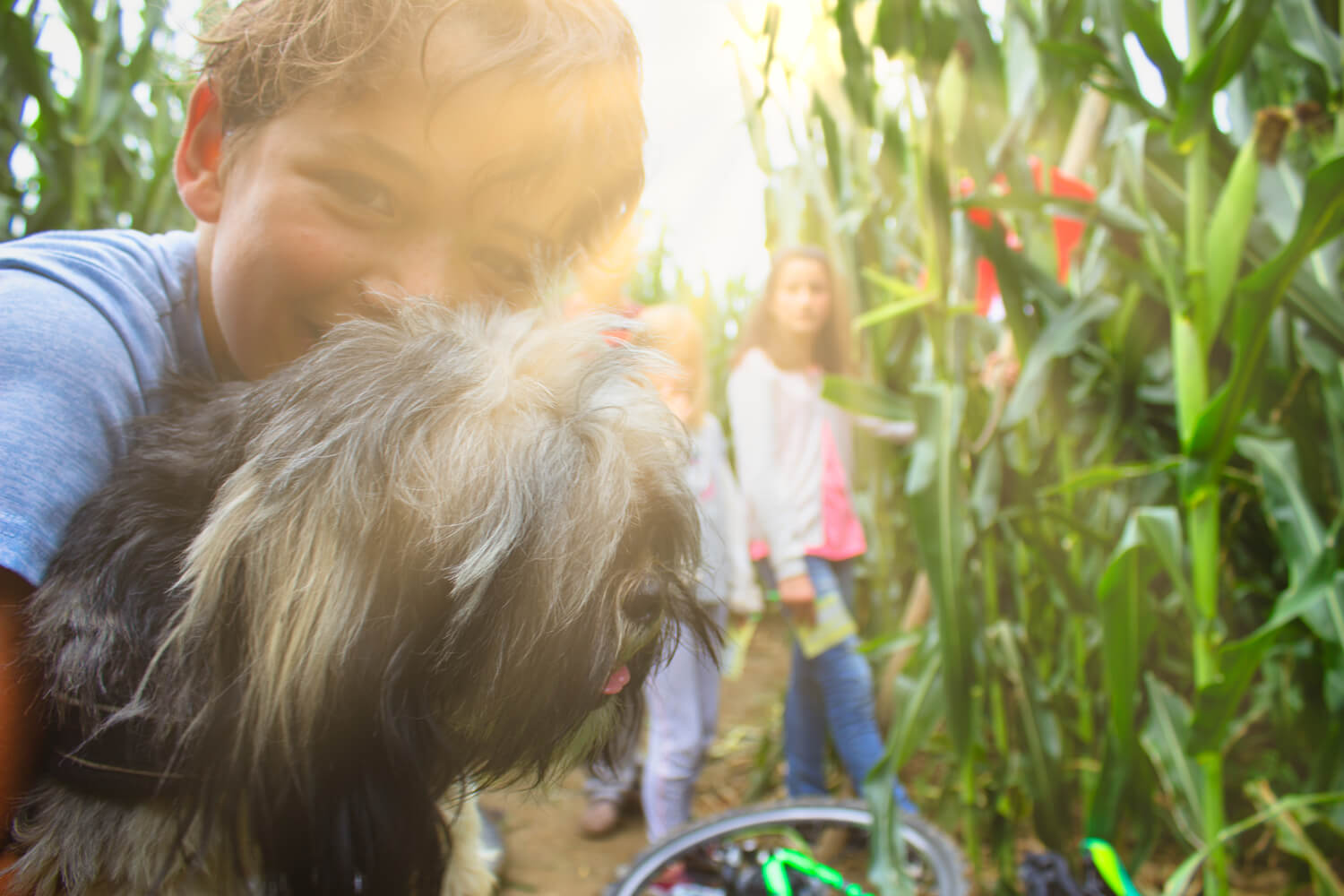 Maislabyrinth in Ravensburg auf Gut Hügle, dem Erlebnishof