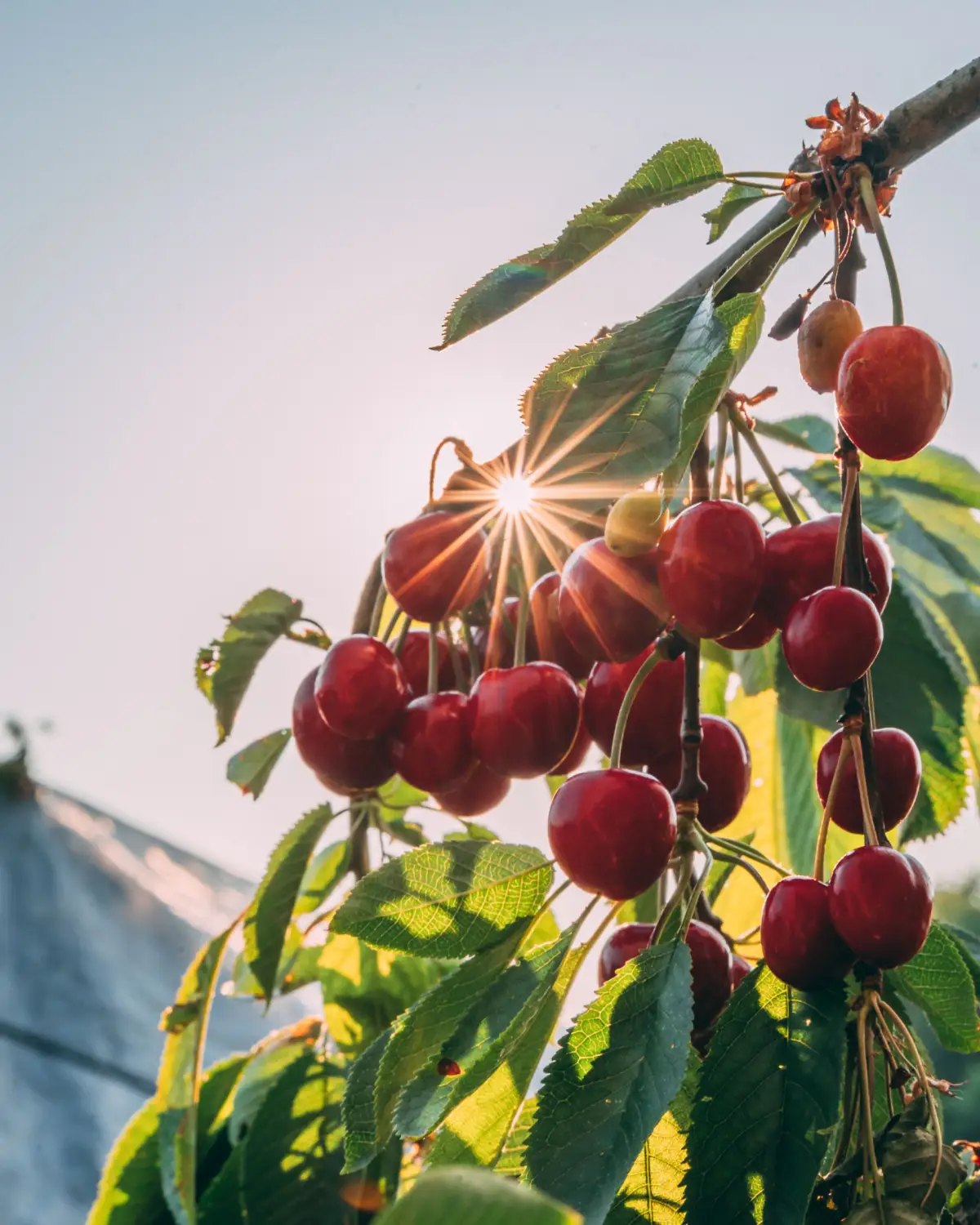 Kirschen selber pflücken im Kirschgarten von Gut Hügle