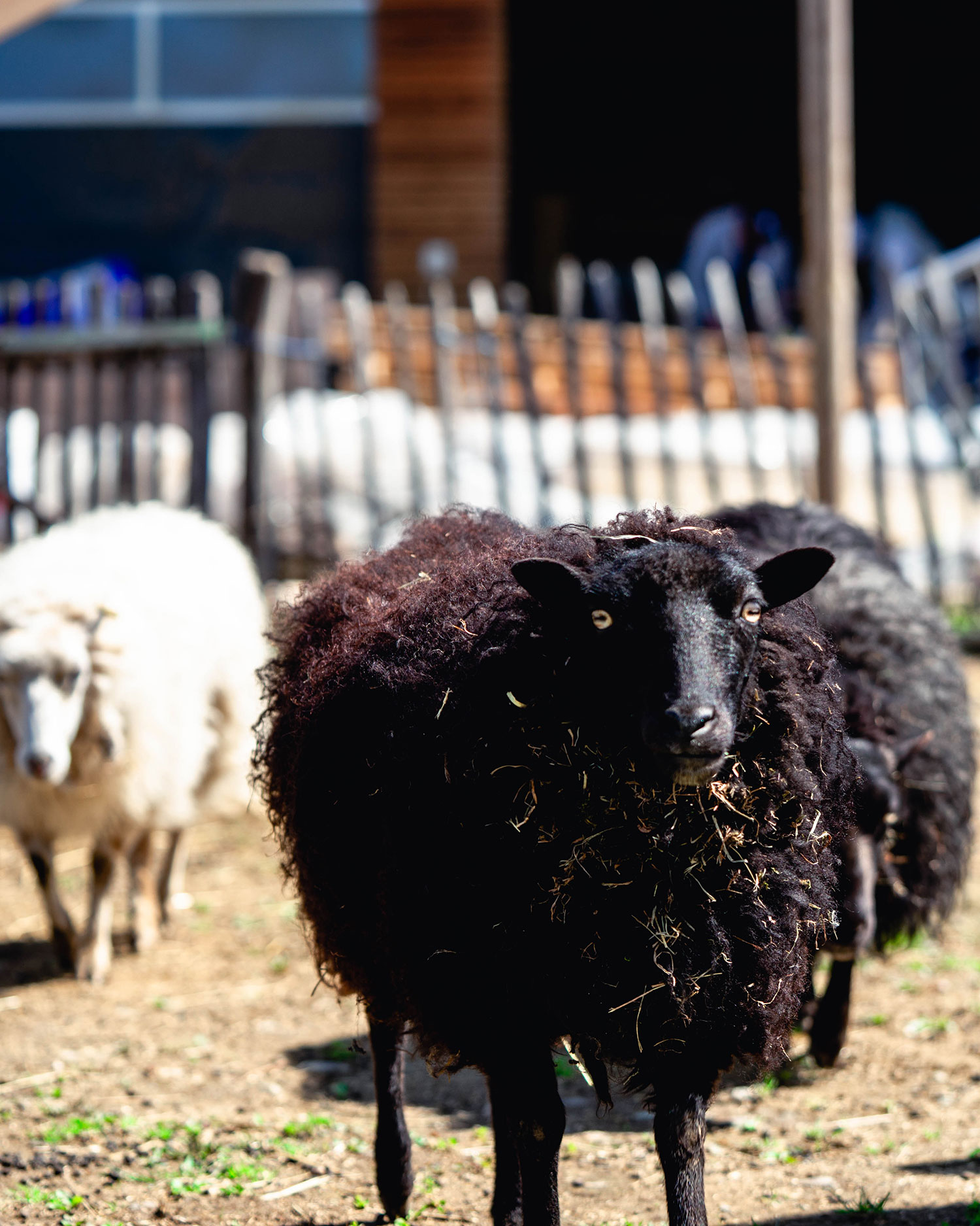 Hoftiere auf Gut Hügle Erlebnishof