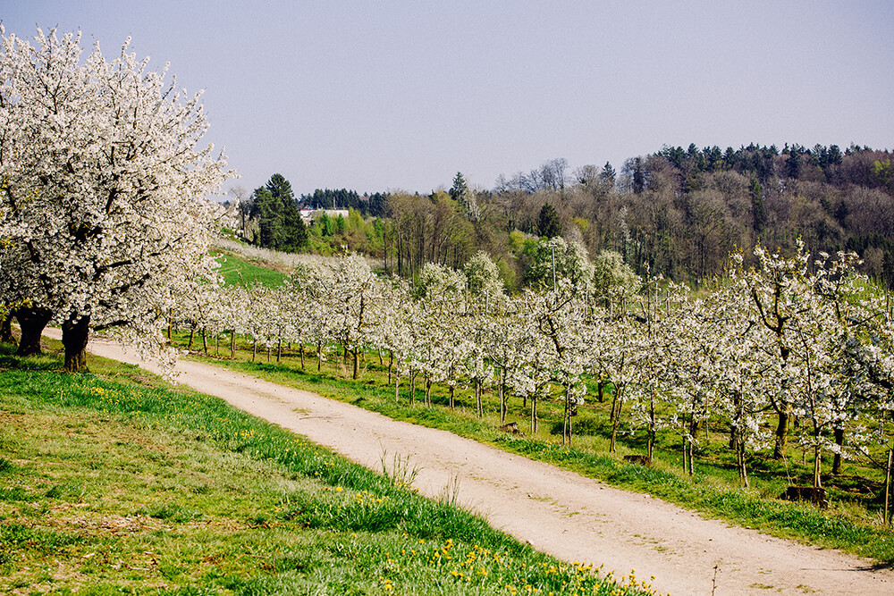 Blühende Kirschplantage bei Gut Hügle